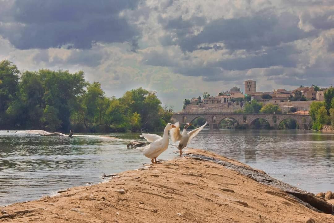 A Los Ojos Del Rio Duero Διαμέρισμα Θαμόρα Εξωτερικό φωτογραφία