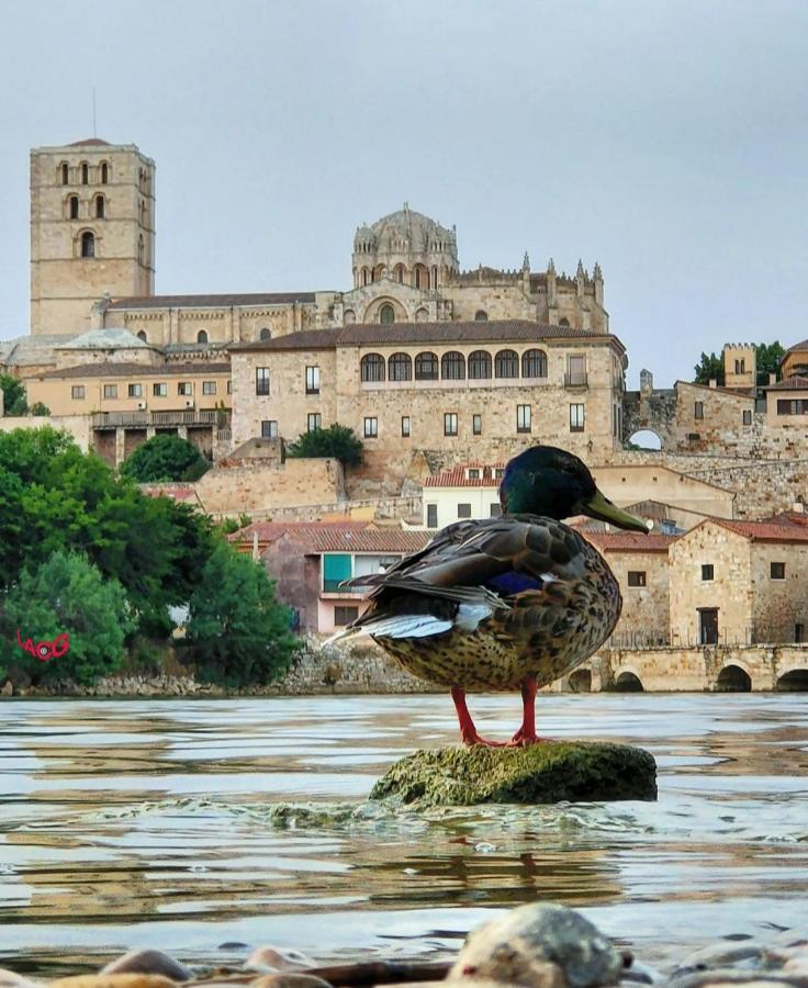 A Los Ojos Del Rio Duero Διαμέρισμα Θαμόρα Εξωτερικό φωτογραφία